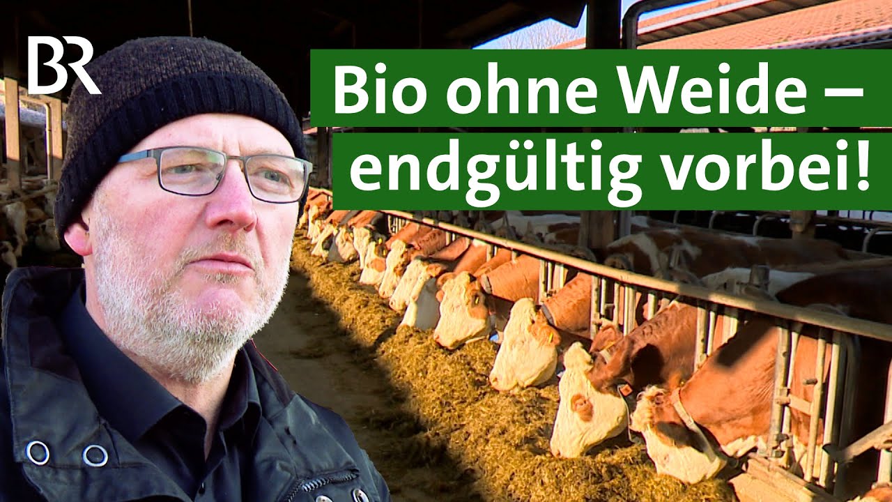 Wegen strenger EU-Vorgaben: Landwirte ohne Weide geben Bio auf | Unser Land | BR