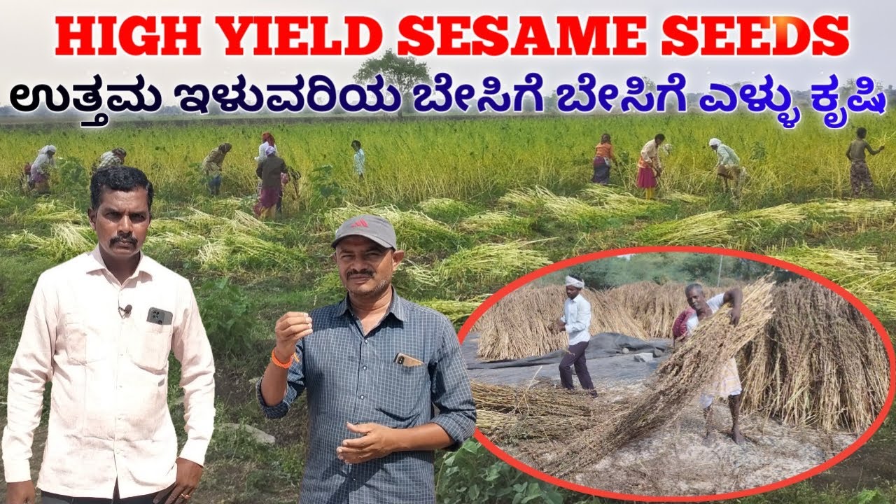 High yield sesame seeds || sesame harvesting || sesame farming || sesame cultivation || ಎಳ್ಳು ಕೃಷಿ |