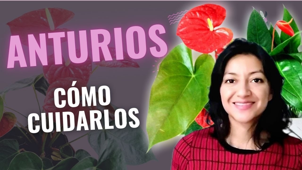 Cómo CUIDAR ANTURIOS en casa - Tutorial completo del Anturio CUIDADOS: riego, sustrato, luz y mas!
