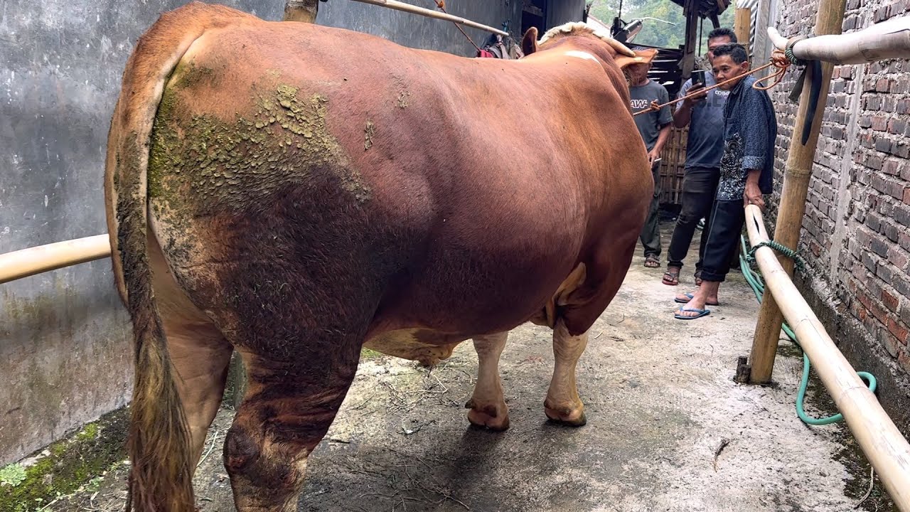 SURVEY SAPI MONSTER TANPA COMBORAN ☀️