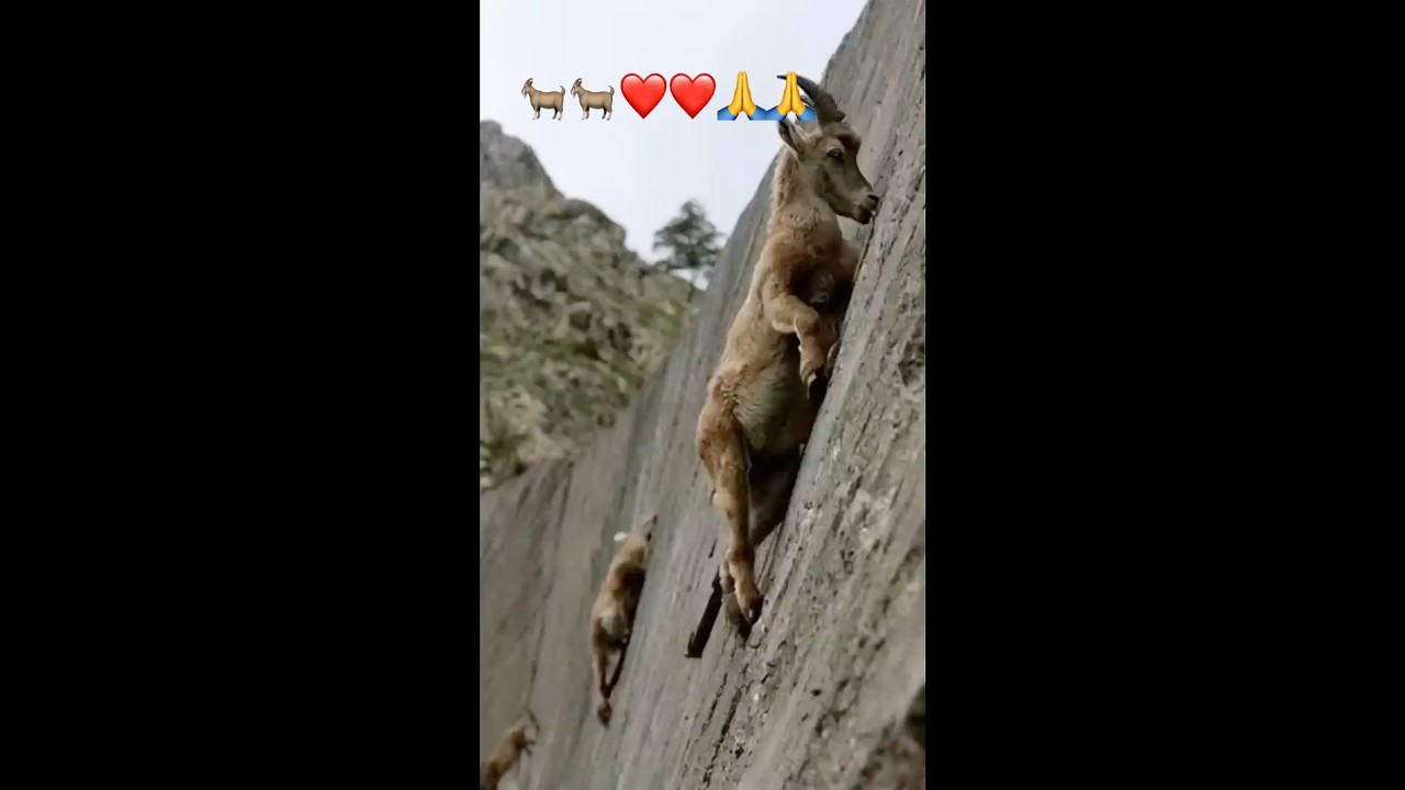 Goat steep up the 🙏❤️😍🌸mountain #goat #goatrip #goatclimb