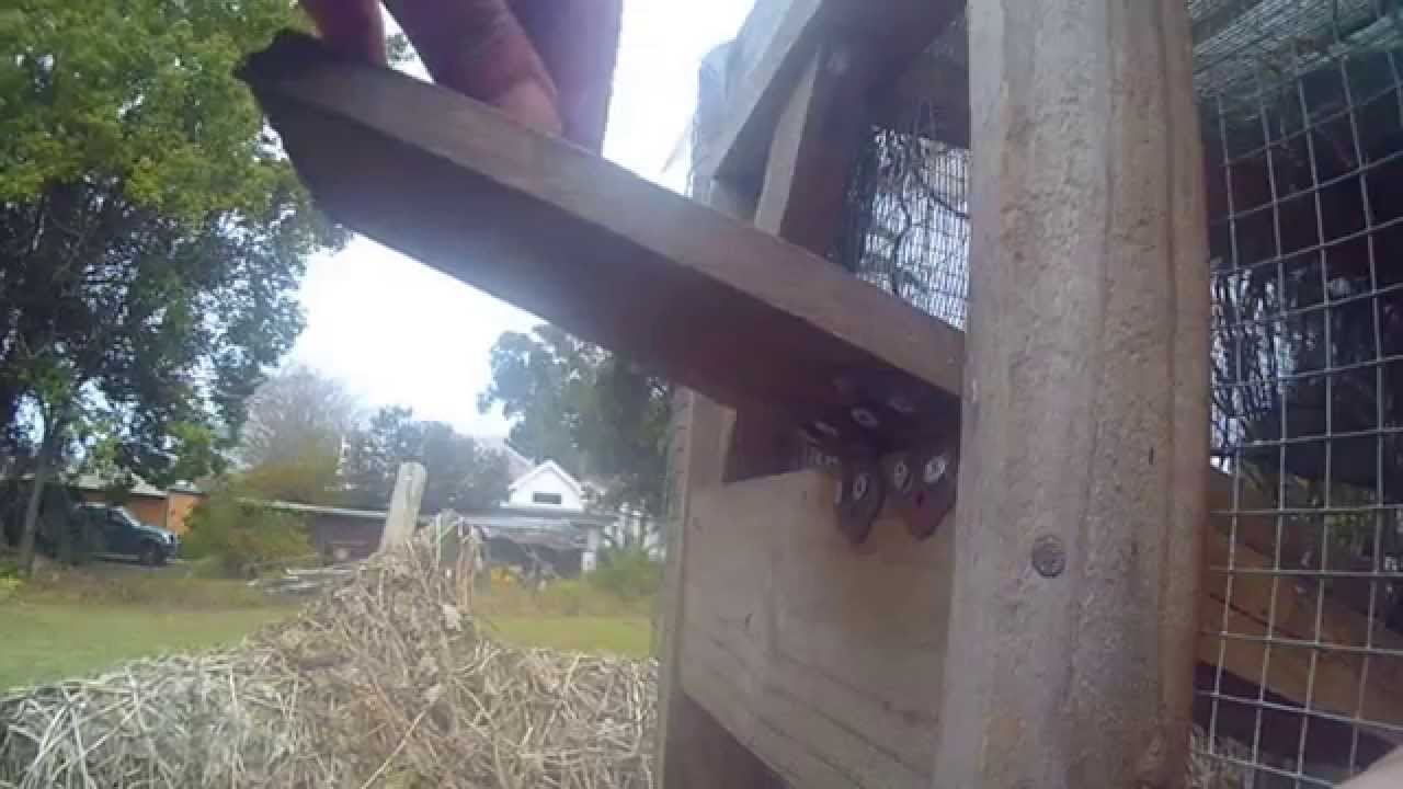 How to make a cat proof trap for Pigeon loft  (it’s so easy to make)