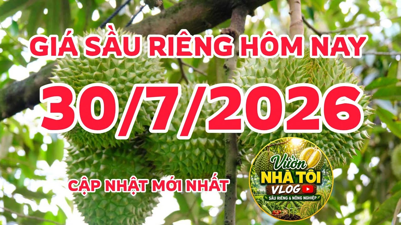 Gi&aacute; sầu ri&ecirc;ng h&ocirc;m nay 30/7/2026 gi&aacute; sầu ri&ecirc;ng mới nhất, thị trường sầu ri&ecirc;ng 