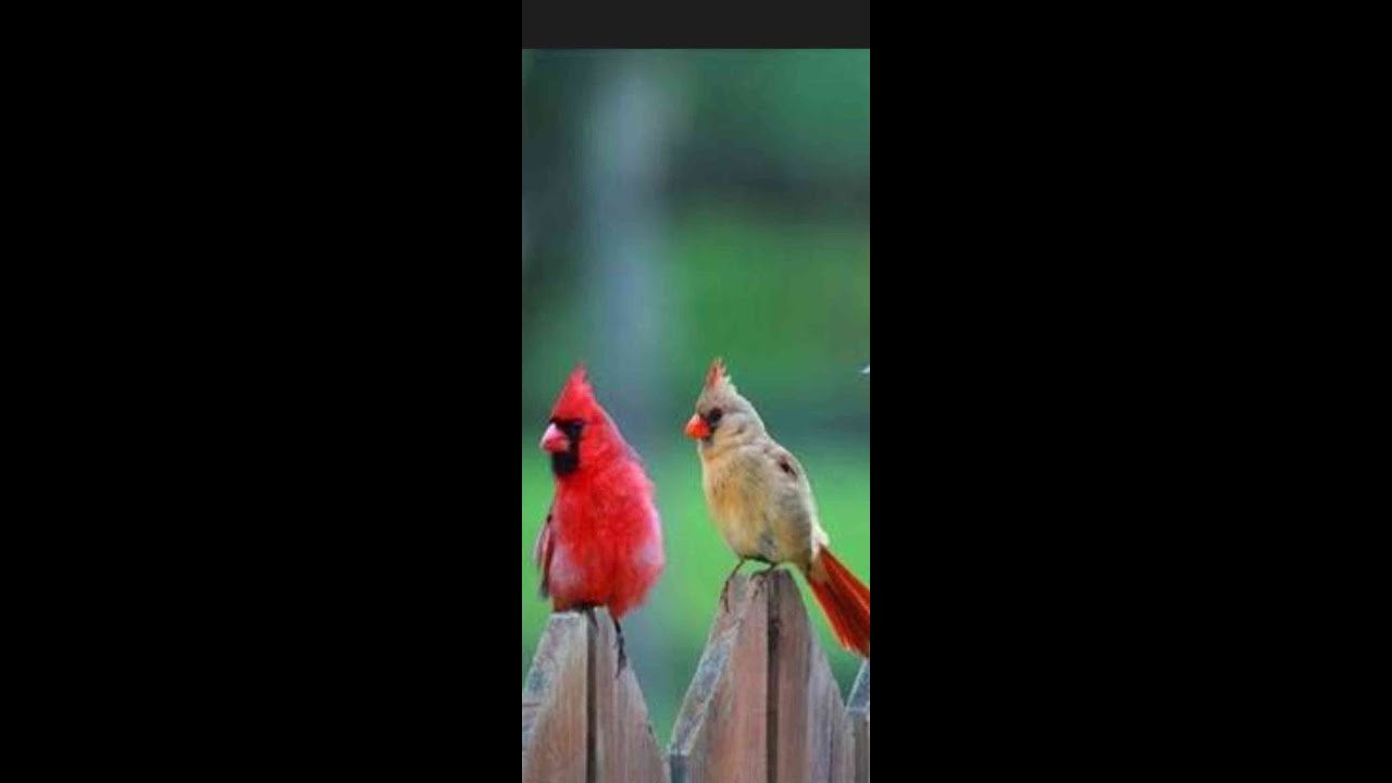 Feeder Cam Let's see who visits #birds #outside #outdoors #live #livestream #nature #wildlife
