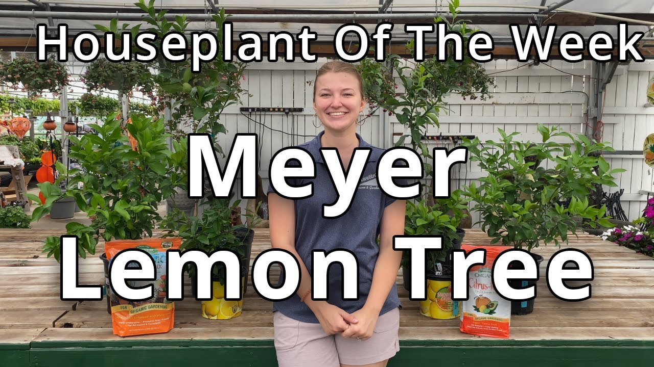 Meyer Lemon Tree - Houseplant of the Week