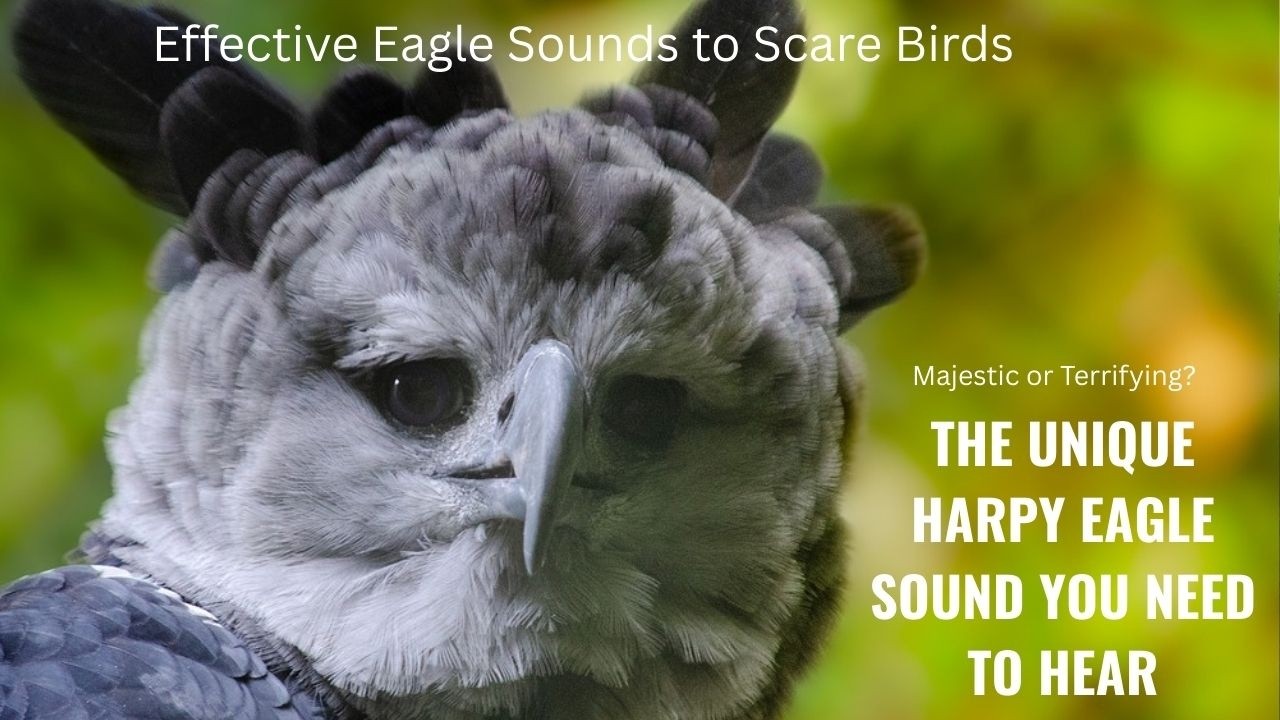 Scare Birds Instantly! Using Harpy Eagle Sounds for Garden Protection