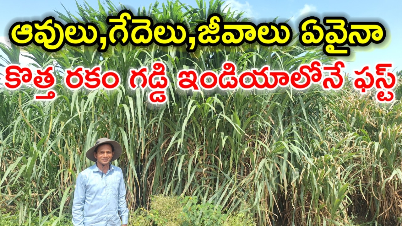 కొత్త రకం నెపియర్ గడ్డి New variety Napier grass @MalleshAdla