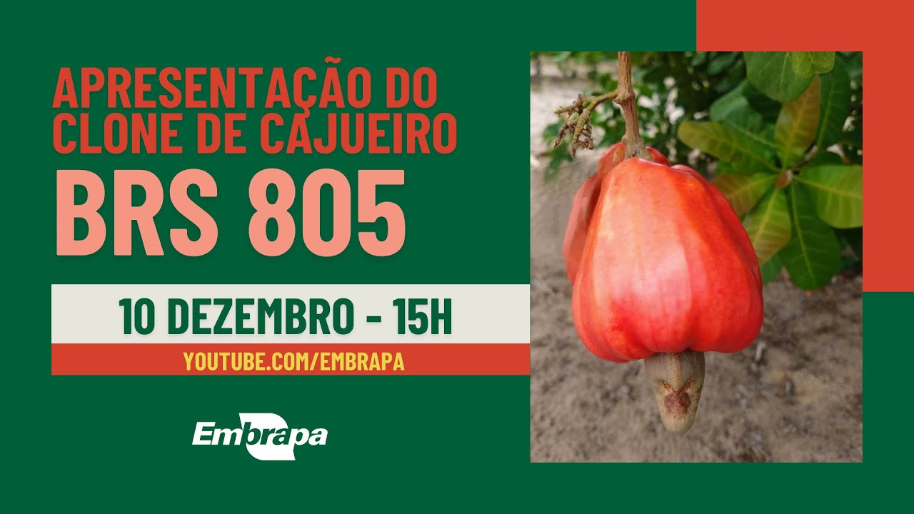 Apresentação do clone BRS 805