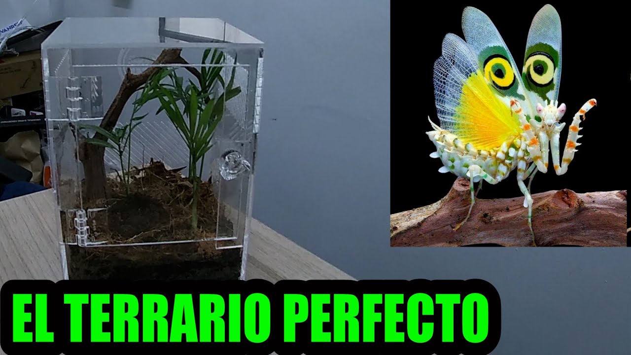 El mejor terrario par Mantis religiosa Mario Blogs