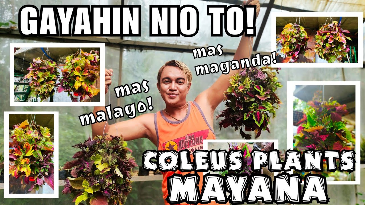 NEW CREATIVE IDEAS IN GROWING MAYANA (COLEUS PLANTS)