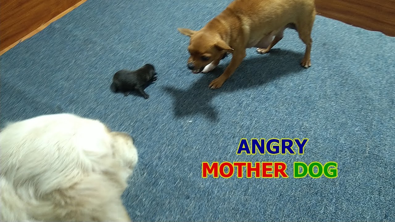 Angry Mother Dog Protects, Moves Her Puppies And Doesn't Let Big Dog Approach