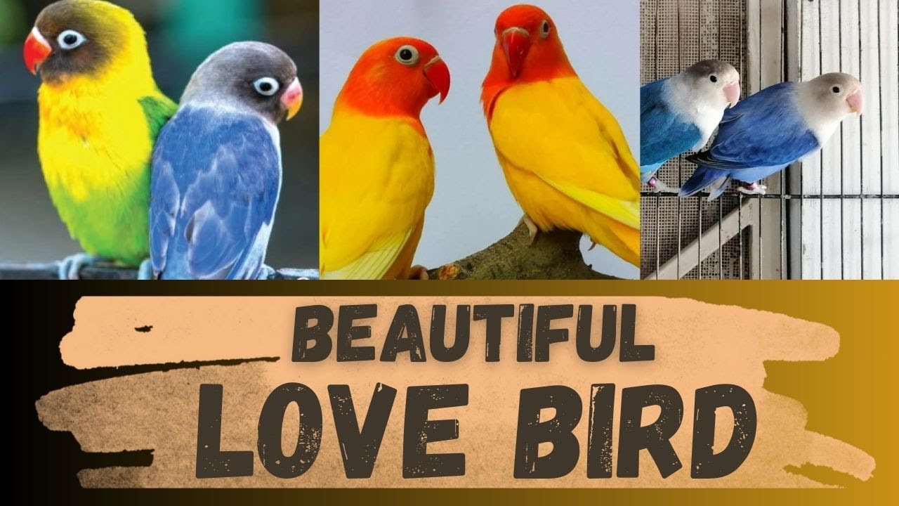 Beautiful Love Bird
