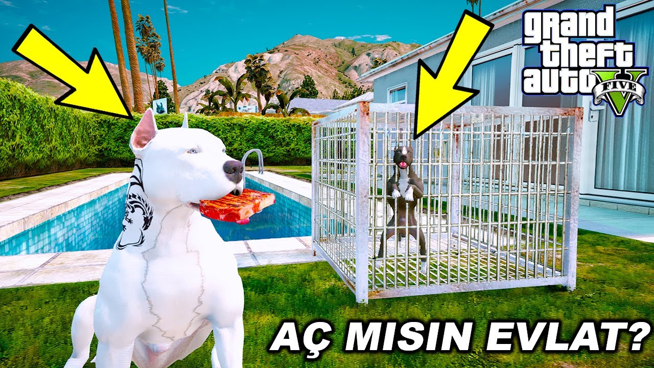 SAHİBİ YAVRU PİTBULL'A EZİYET EDİYOR VE AMCASI YARDIM EDİYOR! - GTA 5