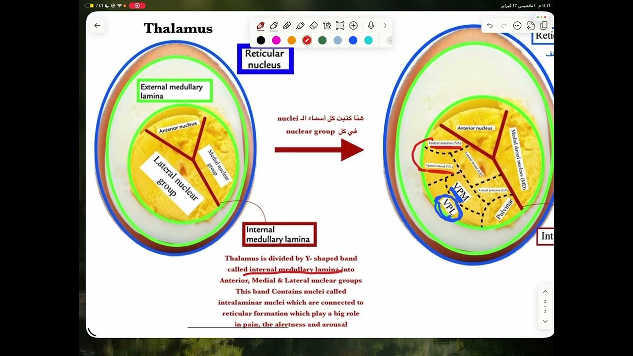 Physiology of Thalamus #CNS #neuroscience 