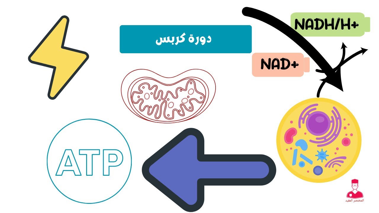 دورة كربس || kreb's cycle  (شرح المرحلة التانية من التنفس الخلوي)