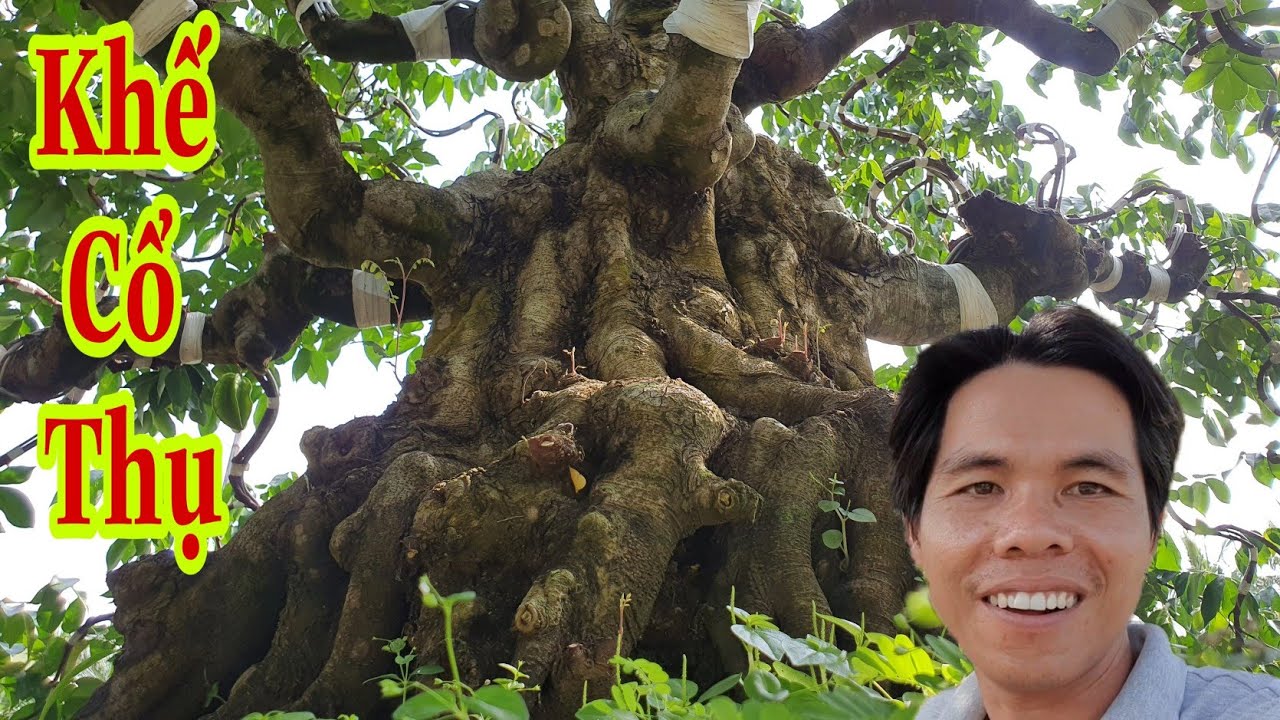Nhất quyết không bán cây 