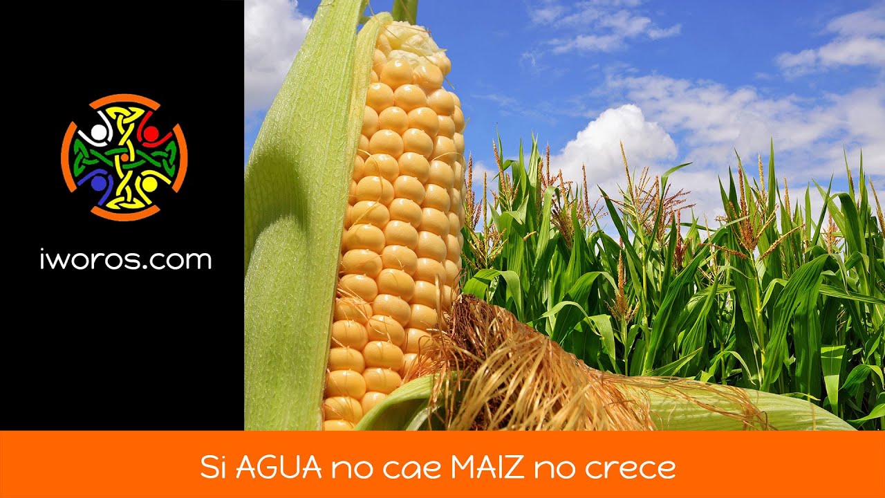 Si AGUA no cae MAIZ no crece