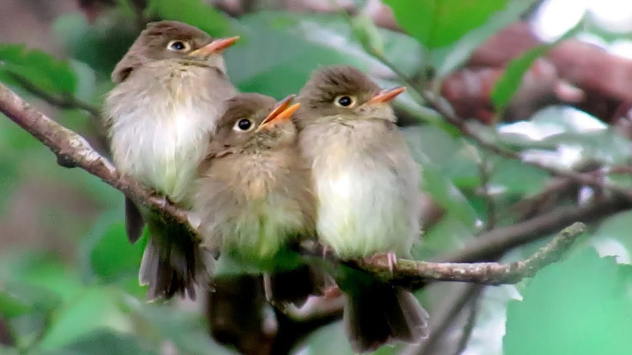 Baby Birds SUPER TINY HUNGRY on Swing (Mother Feeding Baby Birds)