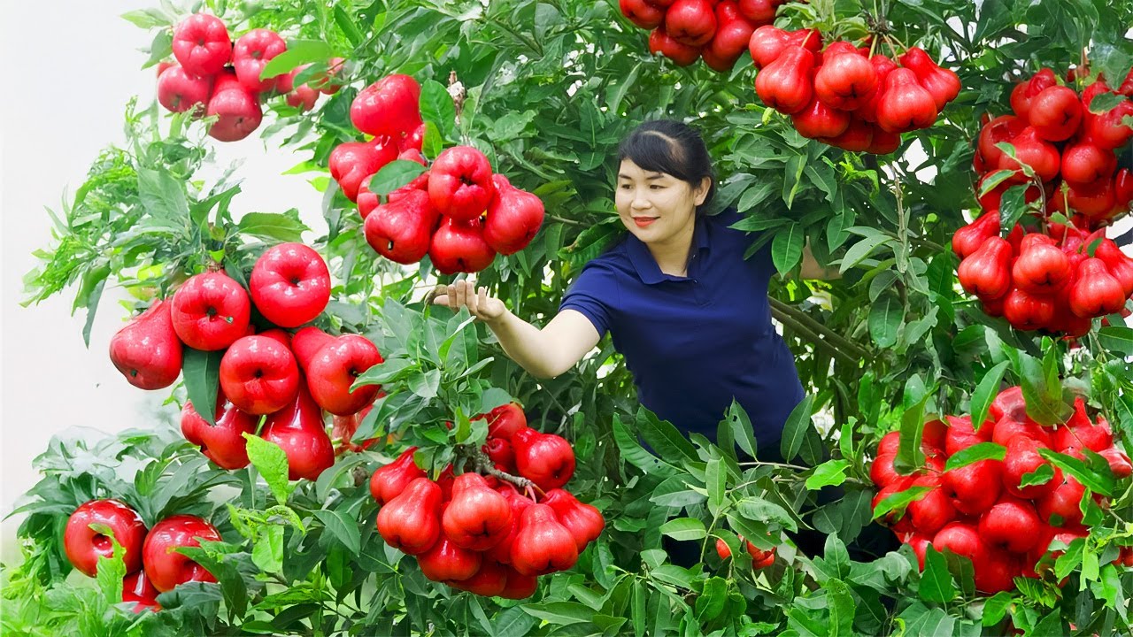 How To Harvest Wax Apple, Sell It At The Market And Cook Dishes At Home | Tieu Vy Free Bushcraft