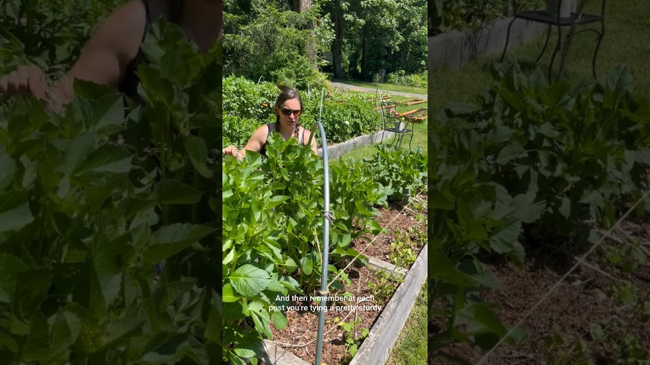 How to Trellis Dahlias for Season-Long Support