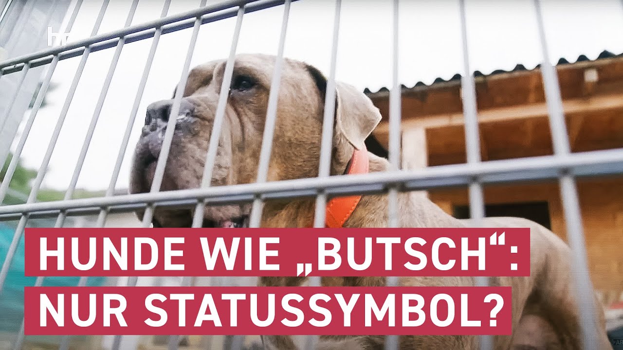 Im Tierheim zurückgelassen | maintower