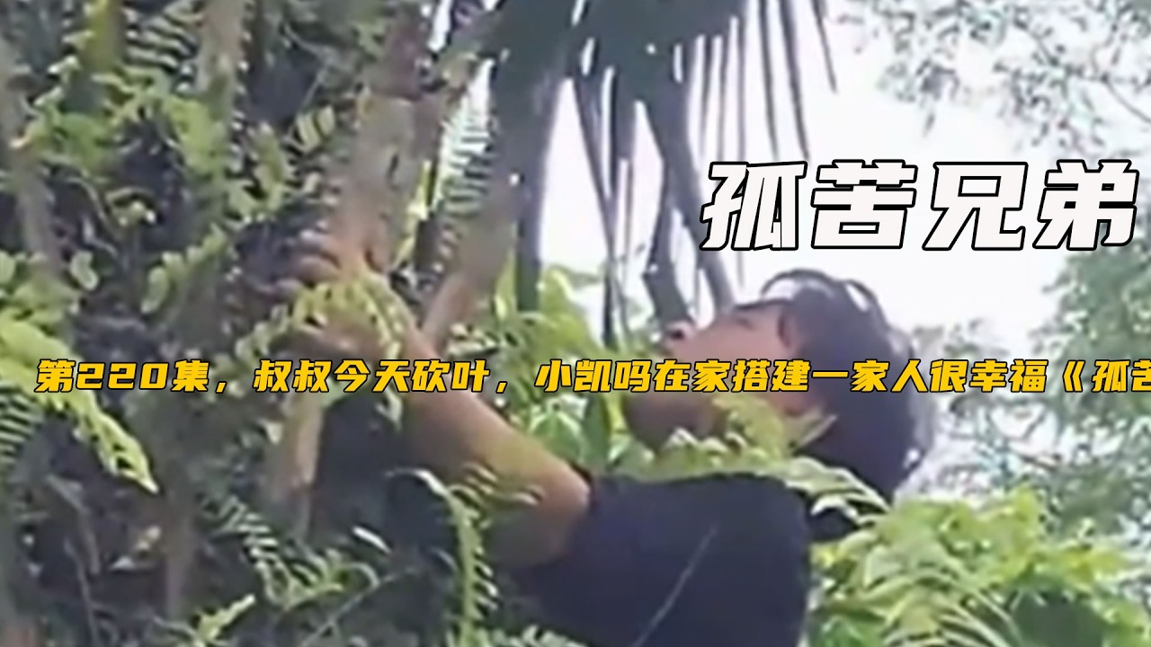 第220集，叔叔今天砍葉，小凱嗎在家搭建壹家人很幸福《孤苦兄弟》