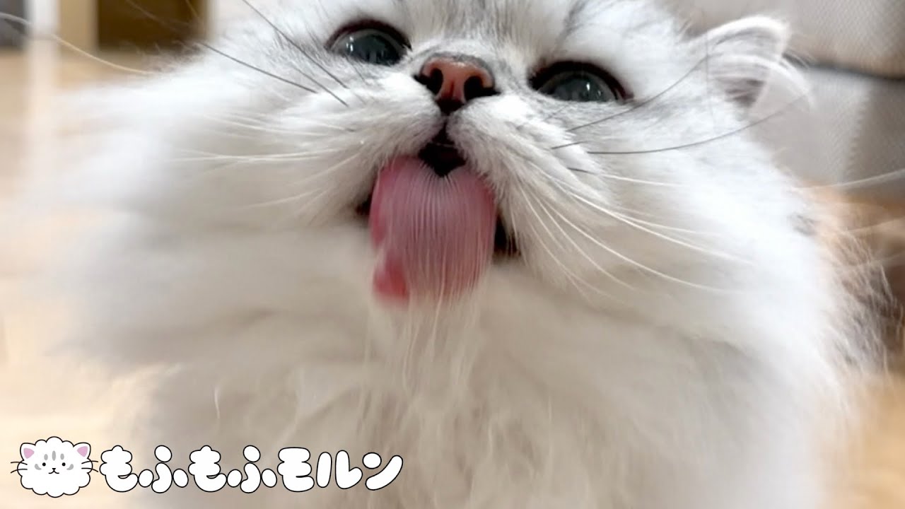 猫の年末大掃除！ 【サイベリアン】