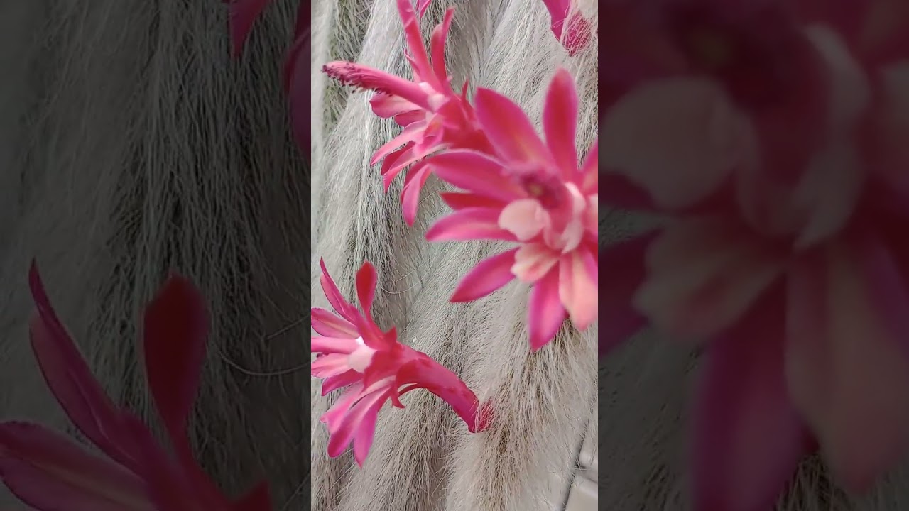 As cores do rabo de macaco Castelo da natureza.