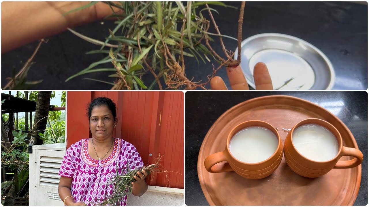 Digestion Problem Etinakul E organic Kashaya malth parle || Vanas Malpandina Jokuleg e kashaya Korle