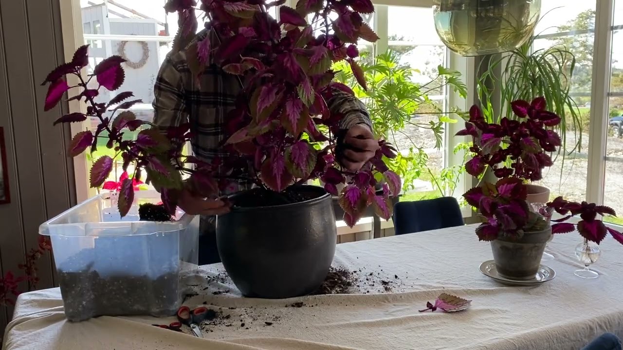Coleus China Rose, Stiklinger og trimming.