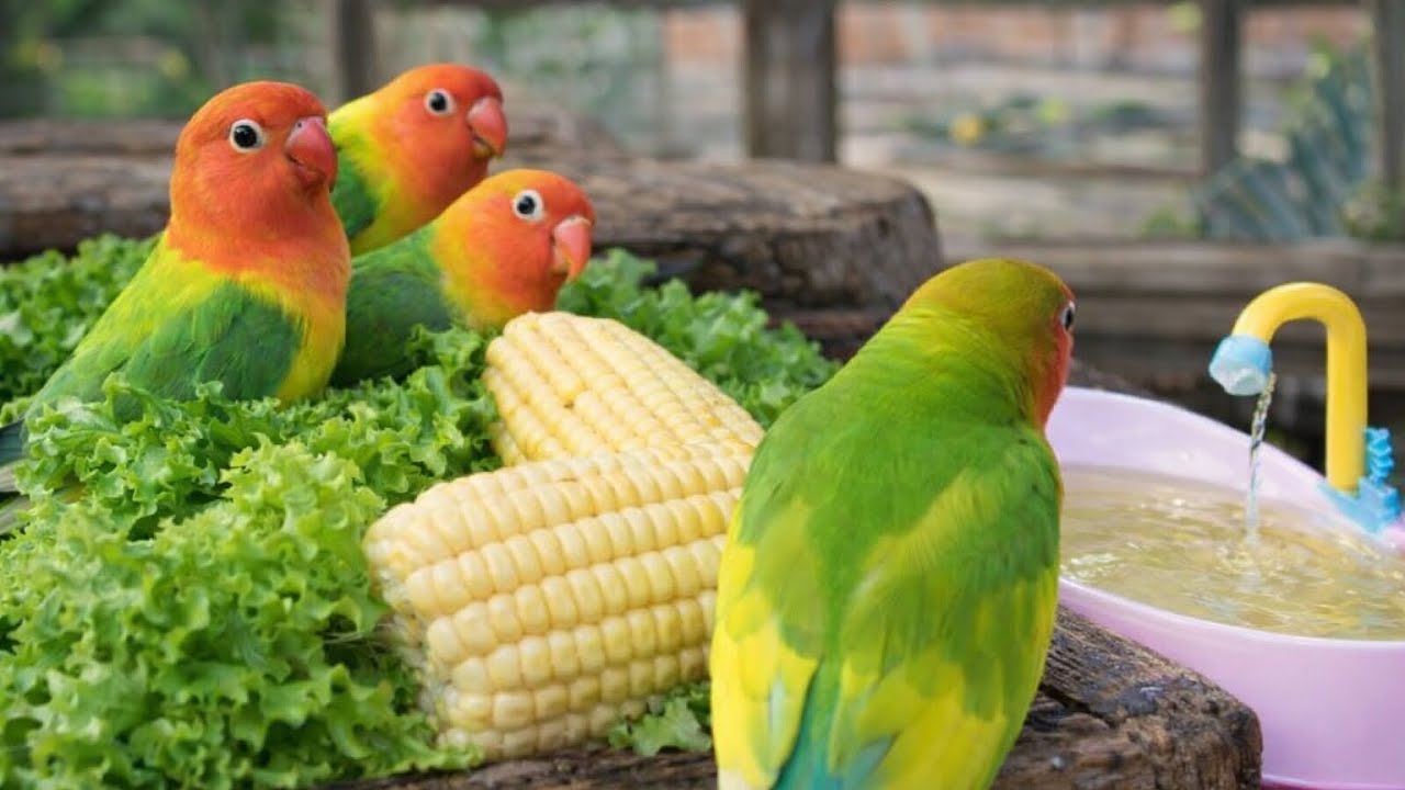Lovebird Colorful 💚❤️#lovebirds #sunconure #parrotlover #birds #cutelovebird