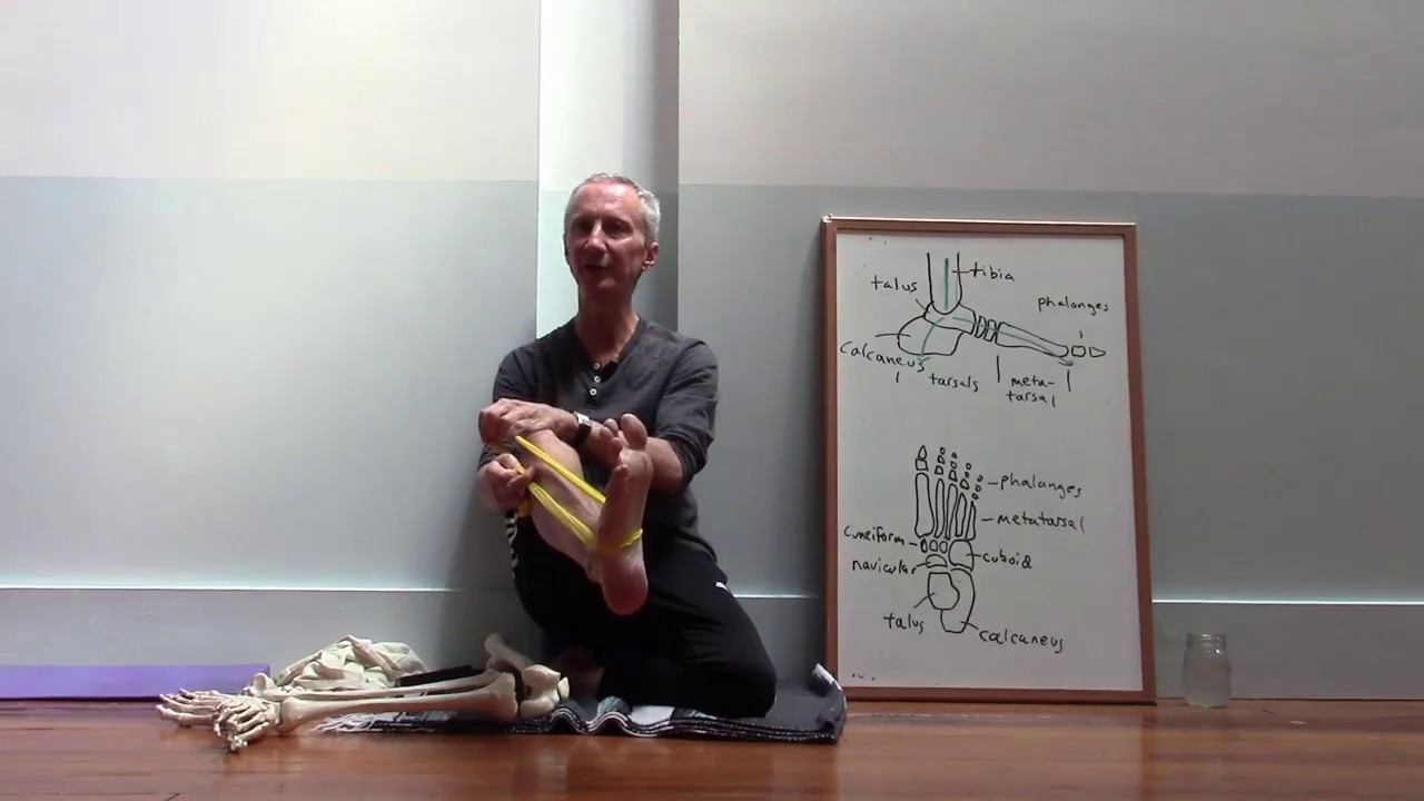 Stirrup muscles of the foot