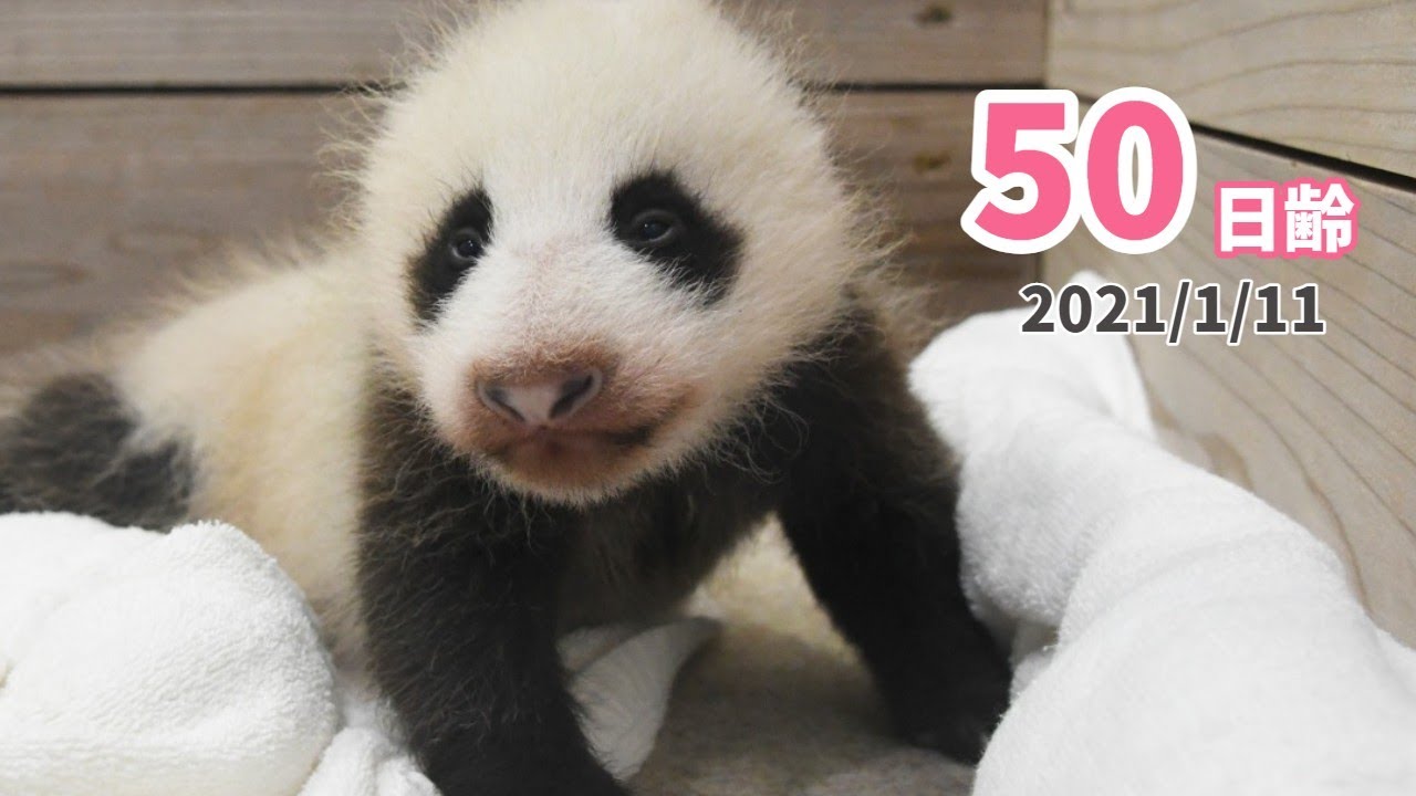 【パンダの赤ちゃん】木箱の中でもミルクを求めて...★（50日齢）