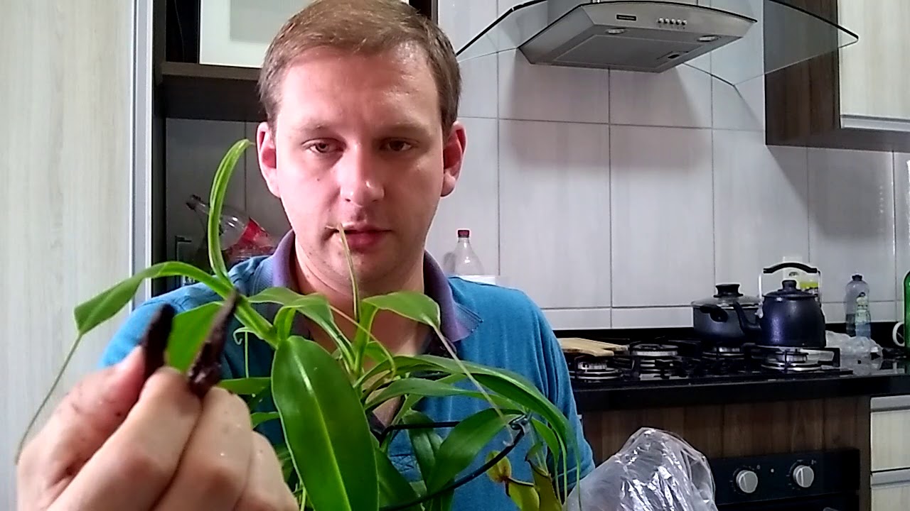 Nepenthes graciliflora - troca de vaso e substrato