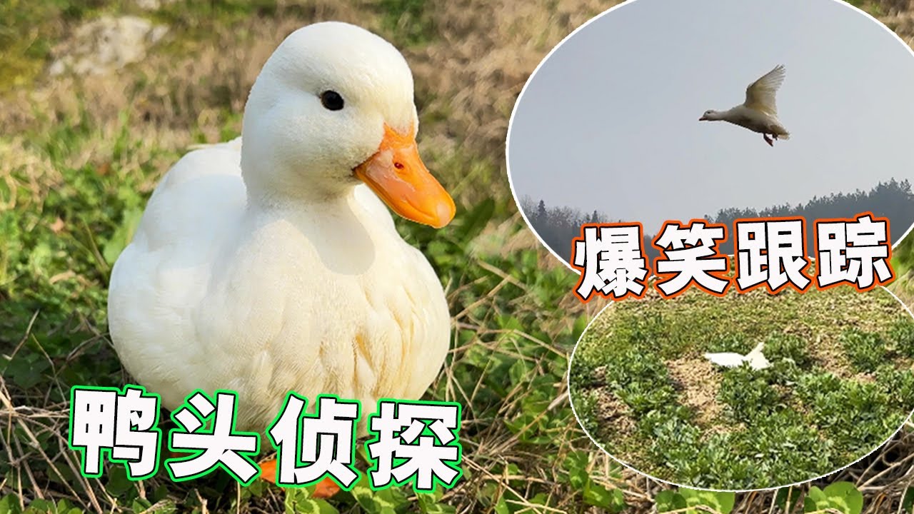 鸭头侦探追踪记：一路小跑还能飞，就是落地不太稳😂【天下一场梦】