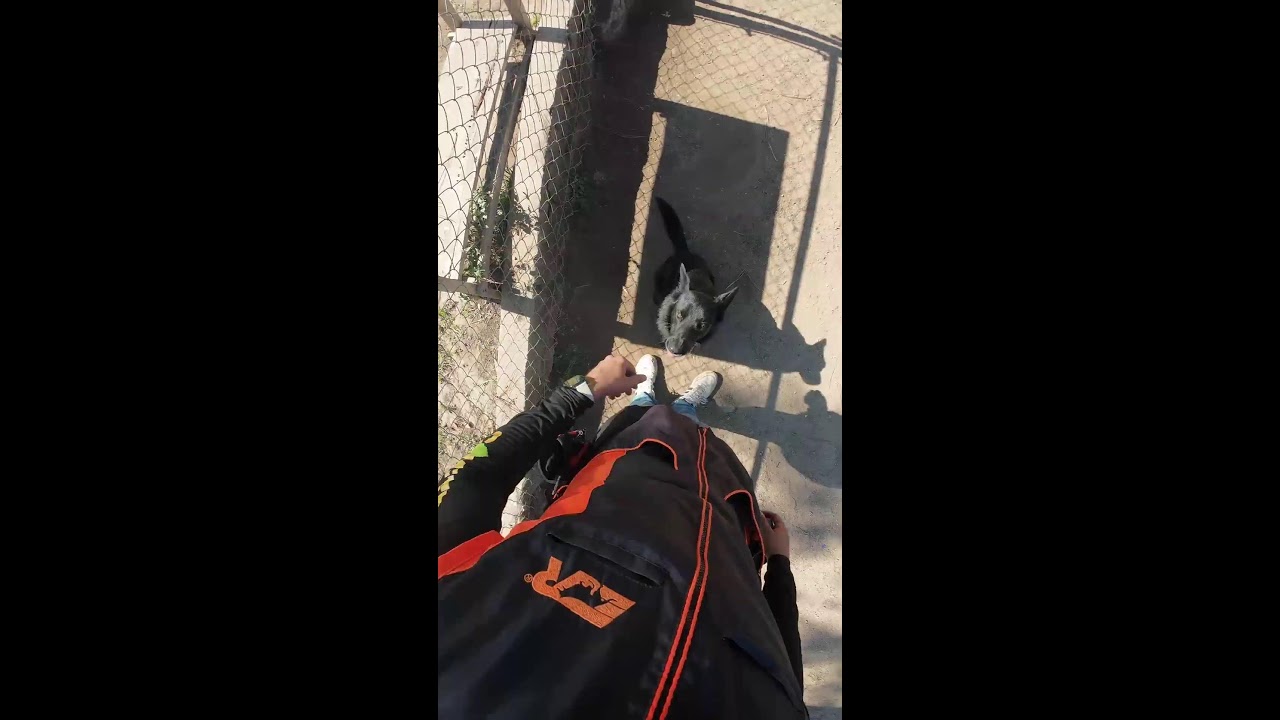 Vida de adiestrador Canino