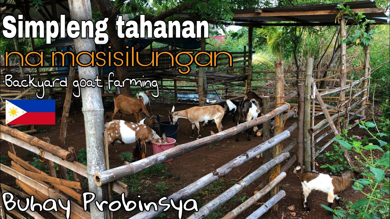 HOW TO MAKE SIMPLE GOAT HOUSE | PAG AALAGA NG KAMBING | Buhay Probinsya | ron revilla