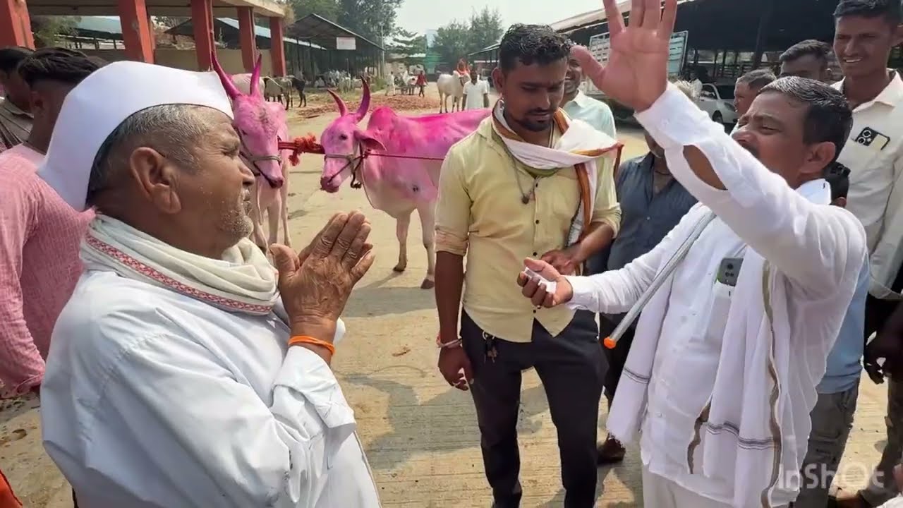 धुळे बैल बाजार live 🔴 28 ￼￼ऑक्टोबर 2025 || अन्वर शेठ आले धुळे बाजारात #dhule 