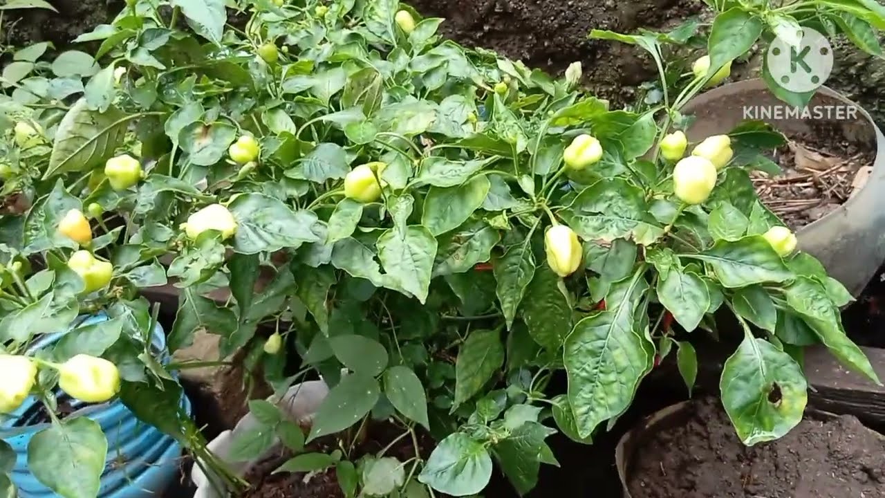 KEADAAN KEBUN KECIL DI BELAKANG RUMAH 