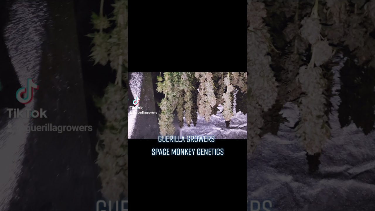 Smelling Lovey- Space Monkey Genetics