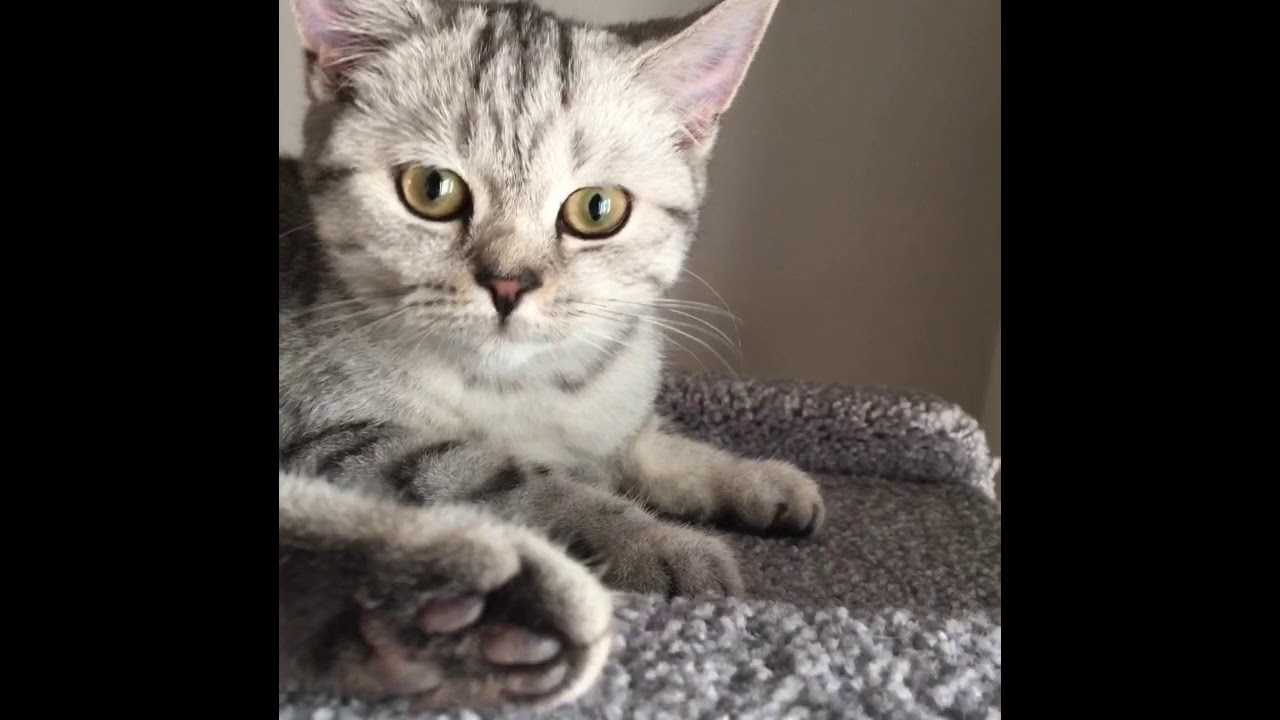 British Shorthair Silver Tabby
