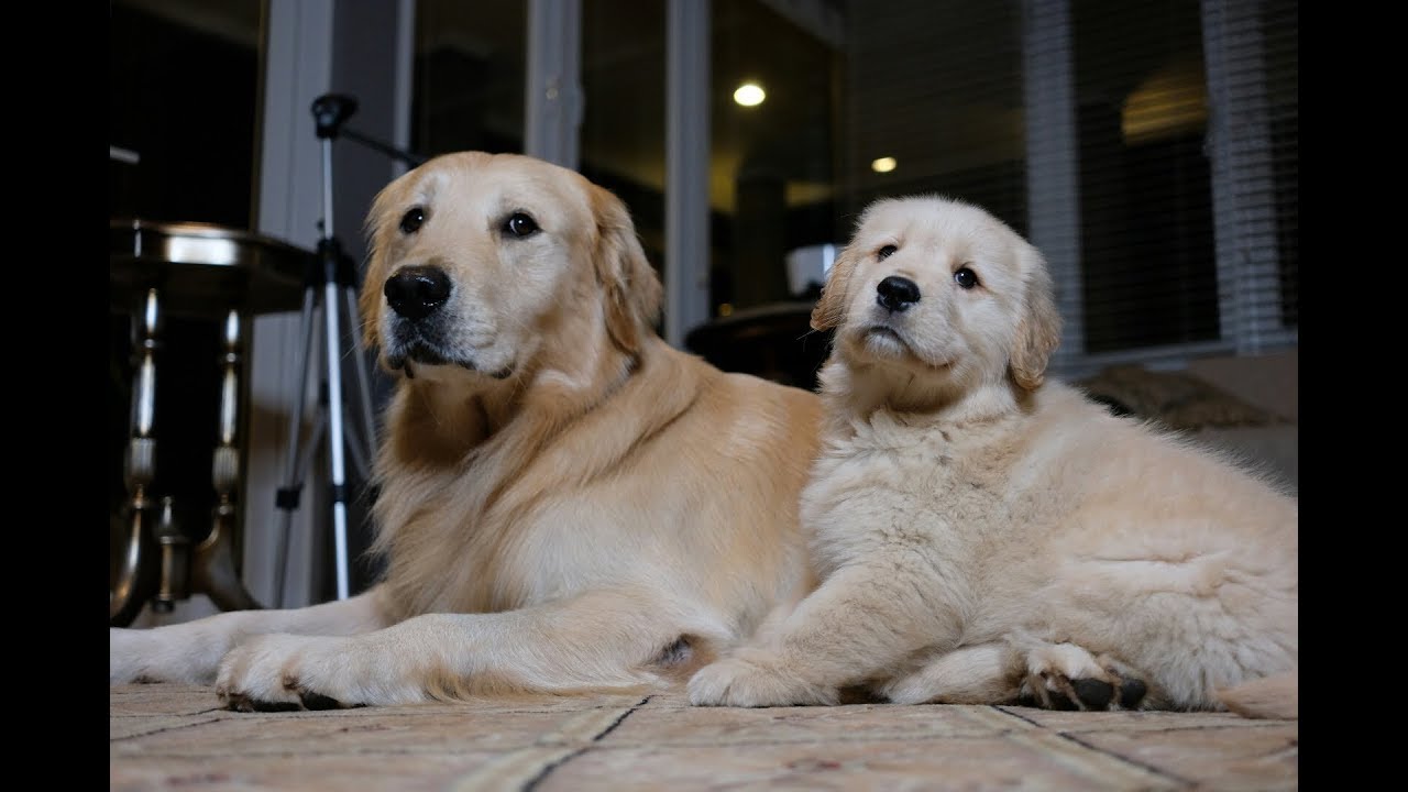 SUNDAY VLOG WITH SNOWEE AND SNOWA | SNOWEE THE GOLDEN