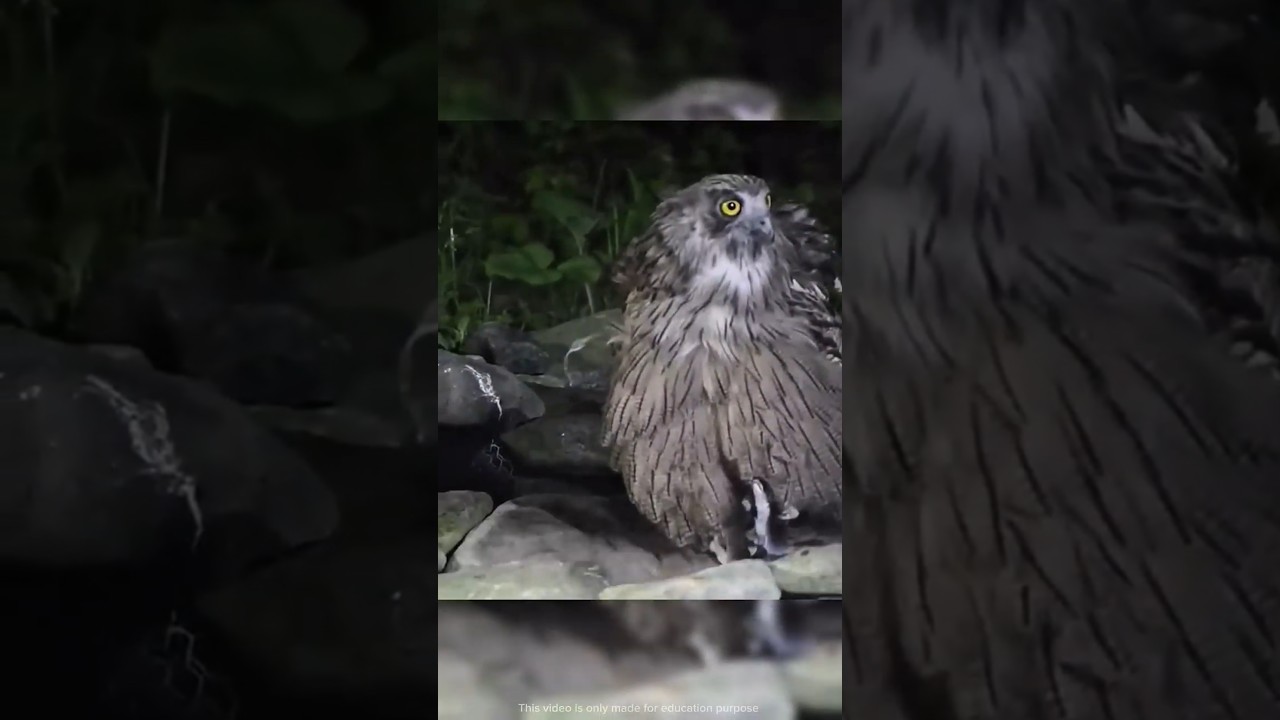 World&rsquo;s Biggest Owls That Will Shock You 😨