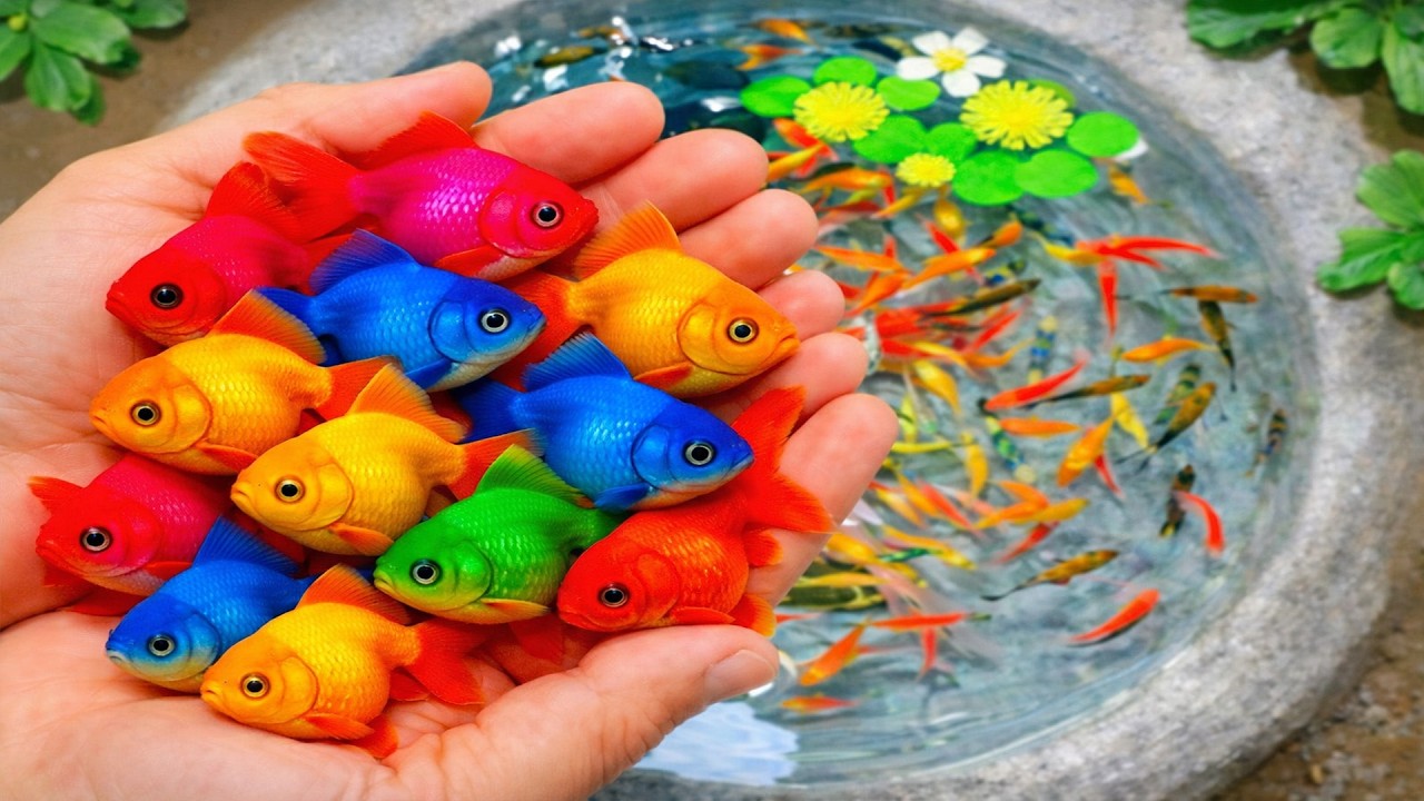 Amazing Catching Catfish, Baby Arowana, Perch, Koi, Guppies, Ornamental Fish, Frogs  Fishing Videos