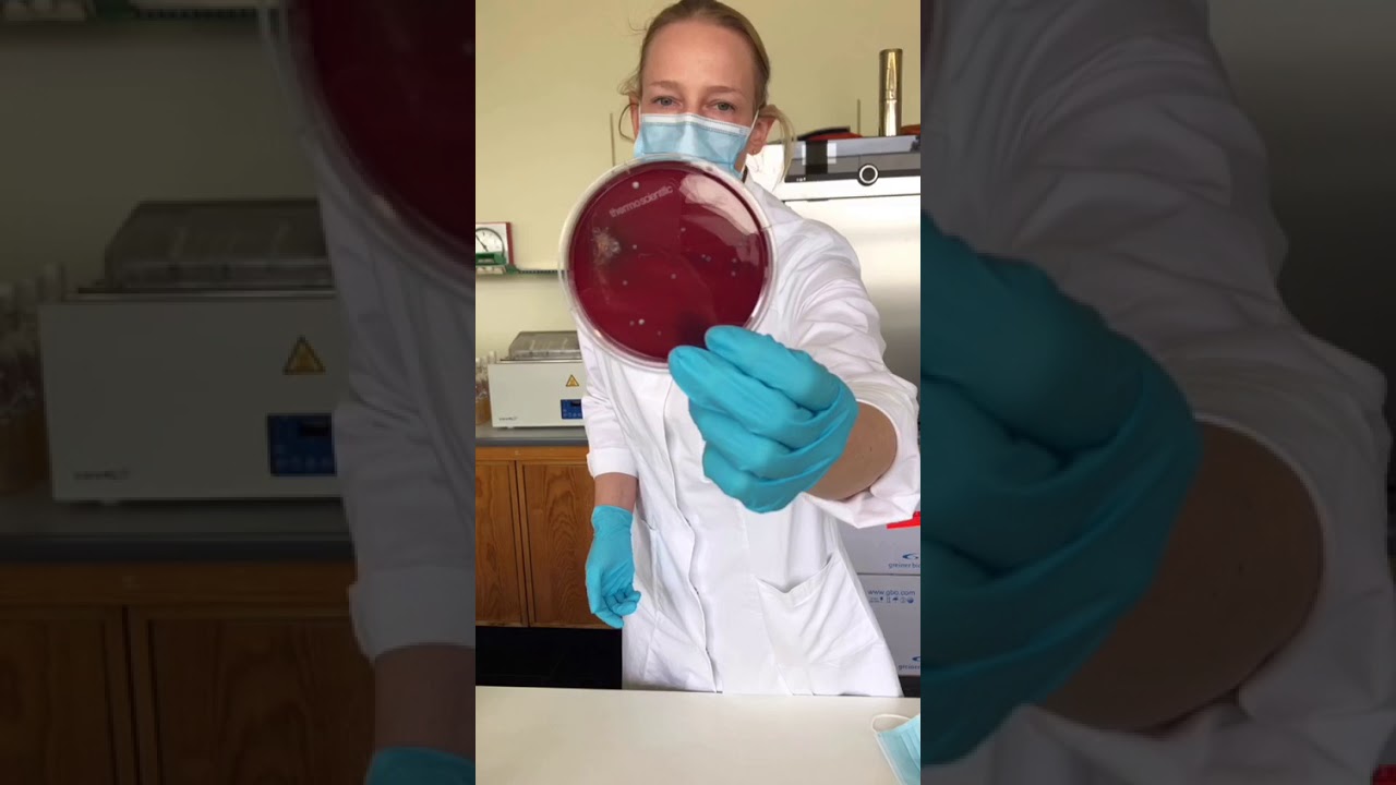 Ein Versuch im Labor für Mikrobiologie der Hochschule Hannover