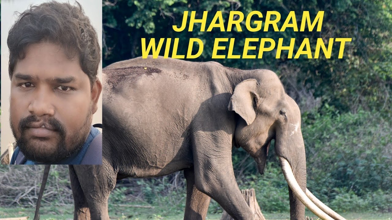 JHARGRAM WILD ELEPHANT