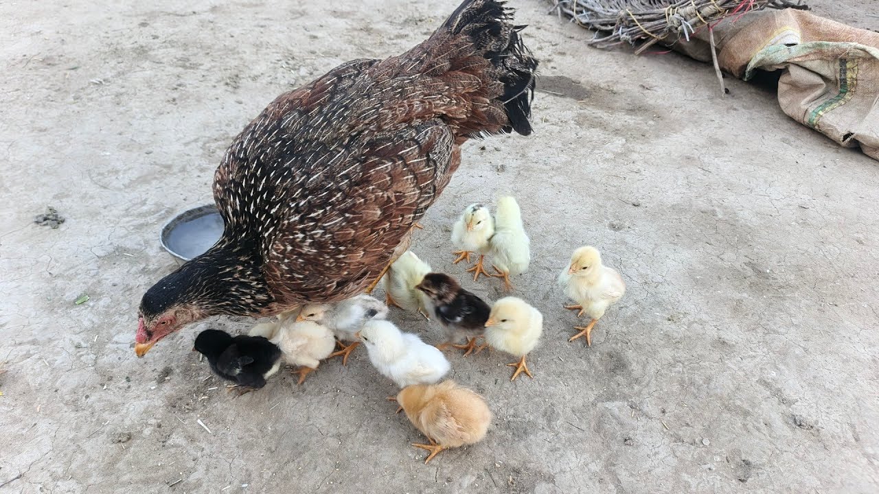 Beautiful hen 🐔 with their small chick🐤