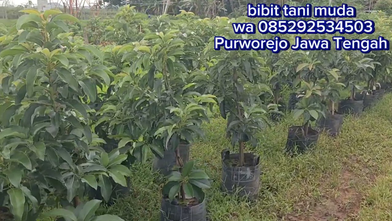 Ready bibit alpukat aligator dan miki super jos gandos 