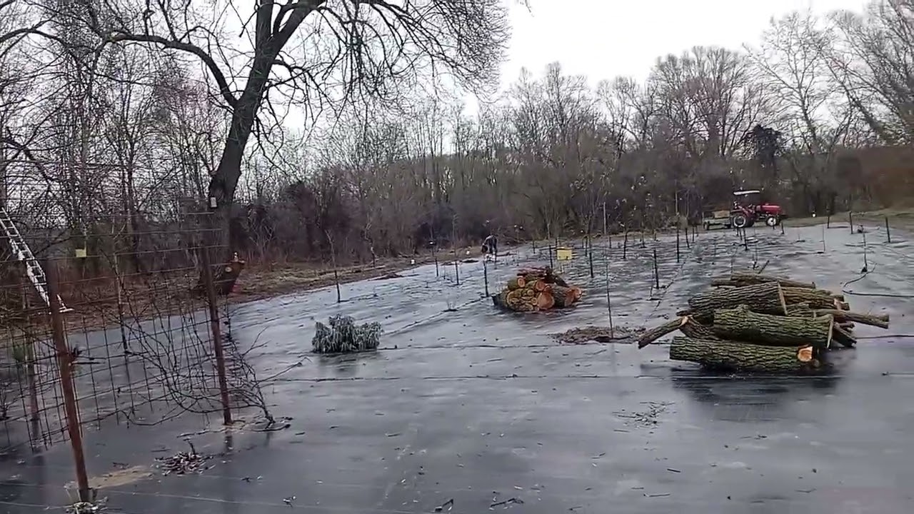 Waldgarten, Letzte Obstbäume gepflanzt. 25.12.2025