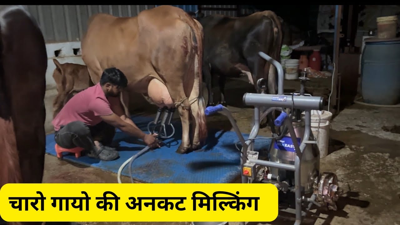 चारो गायो की अनकट मिल्किंग || Uncut milking of all four cows